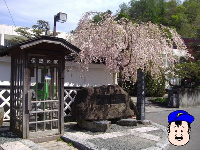 裁判所よこの枝垂桜
