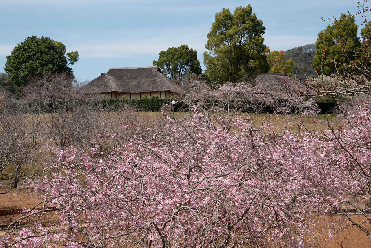 常陸風土記の丘 そしてスケアリング対策 星と畑のシニアライフ
