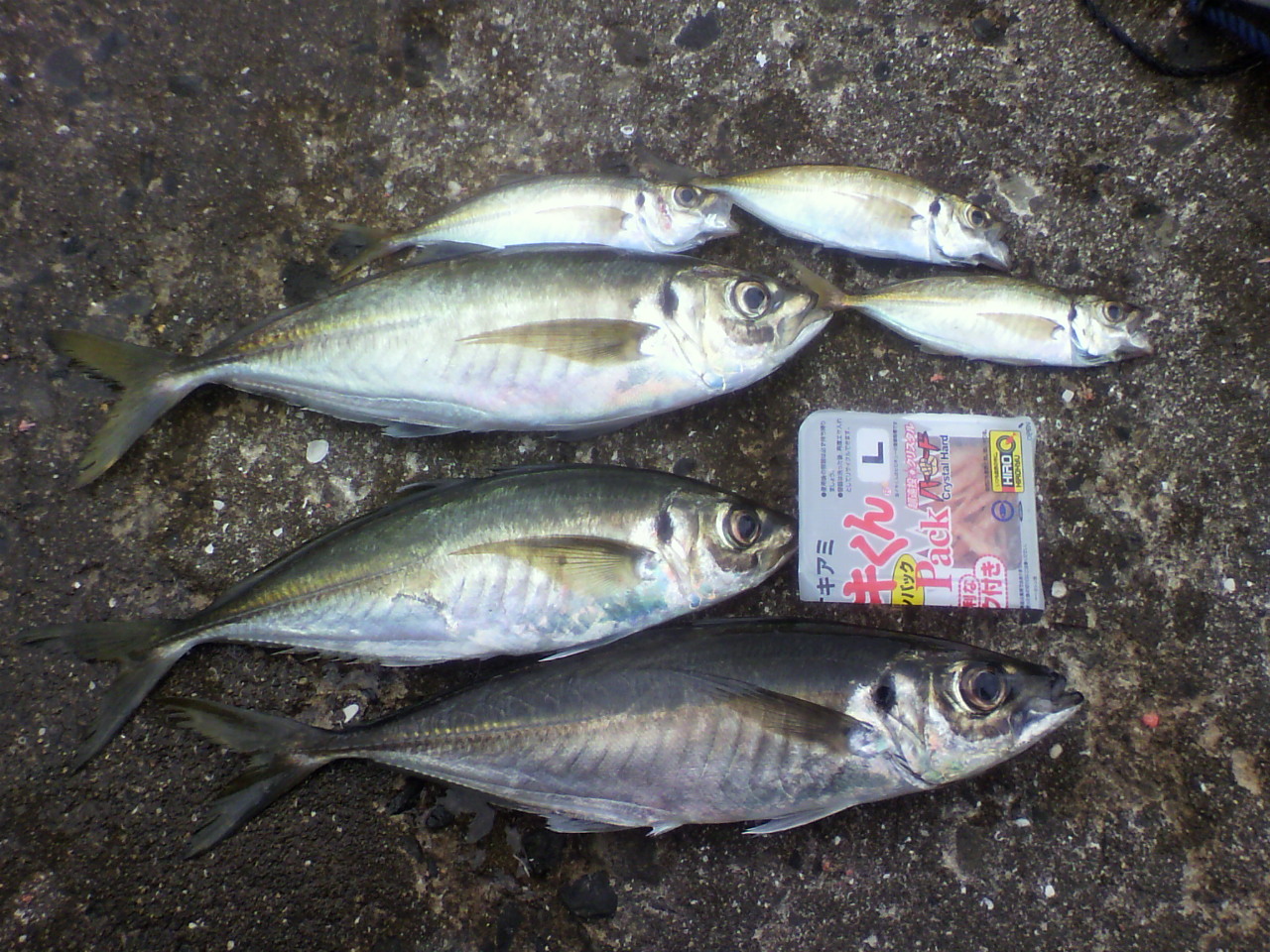 釣り部ob会 バラシ係 釣り部ob会 バラシ係