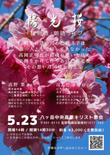 260523陽光桜