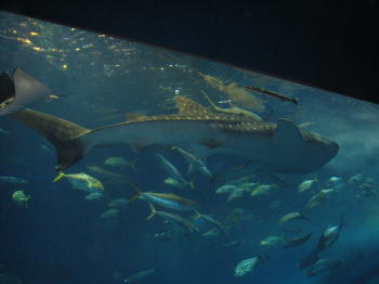 美ら海水族館