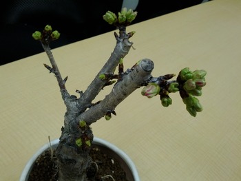 IMG_20120223_164541