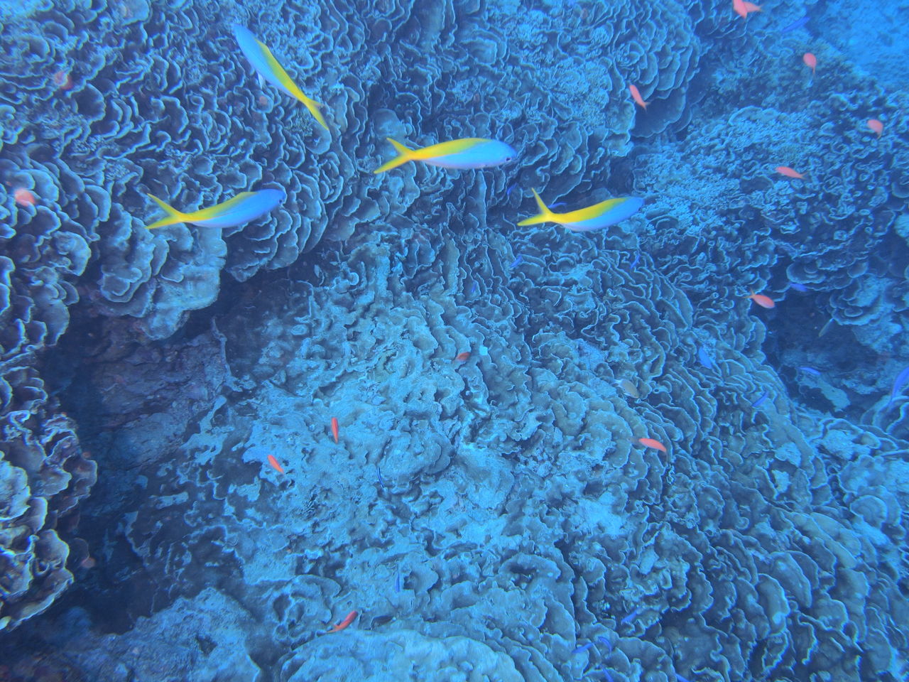ウメイロモドキ スナメリさんlogbook