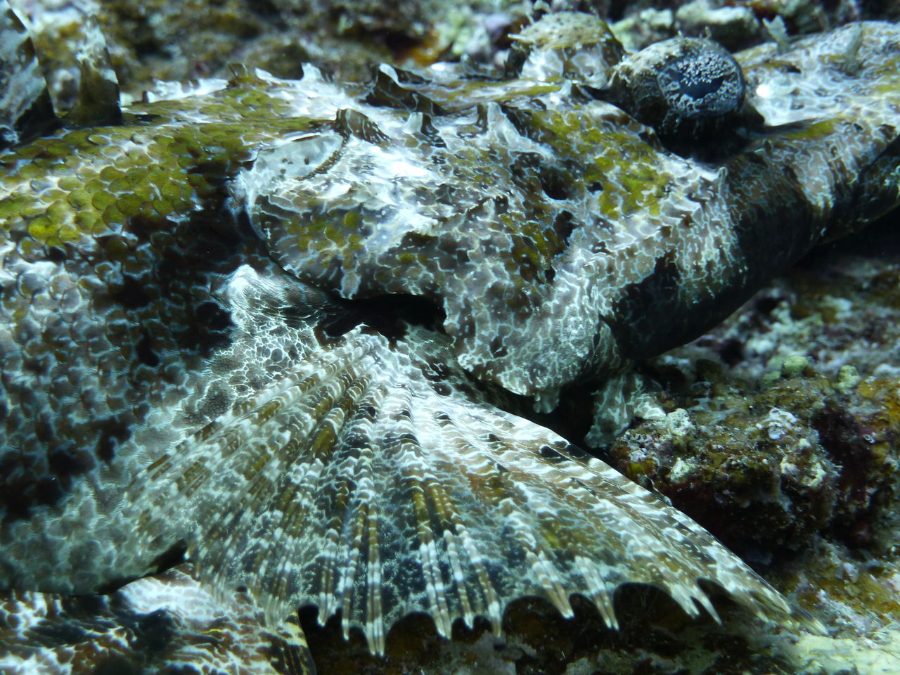 エンマゴチ スナメリさんlogbook エンマゴチ スナメリさんlogbook