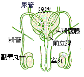 おぉっと 副副睾丸だったネ 誰も知らない