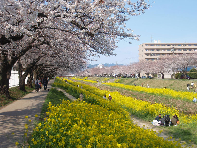 佐奈川の桜 すな風呂