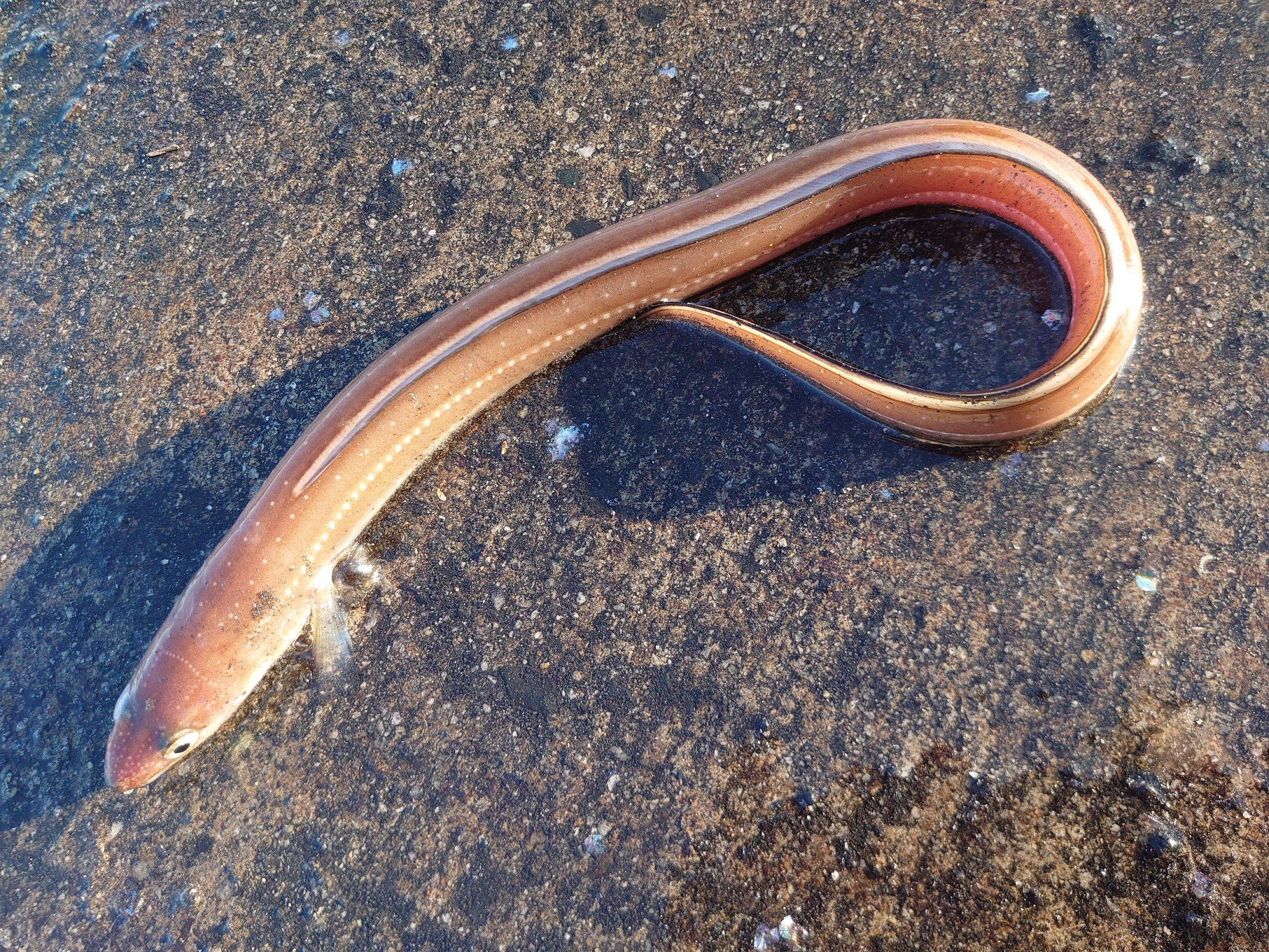 アナゴ釣り 車屋の店長ののんきな一日