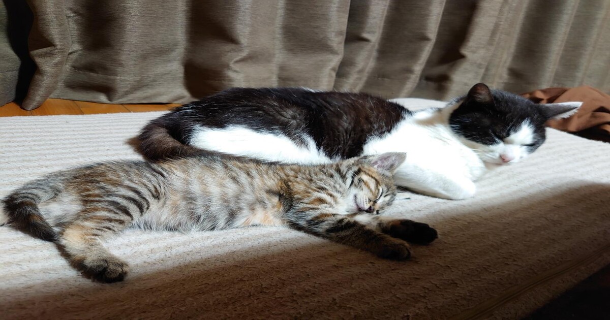 車（自動車＆自転車＆バイク）に関するWebメディア