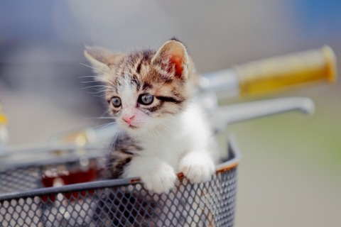 子猫