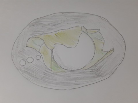 柏餅イラスト