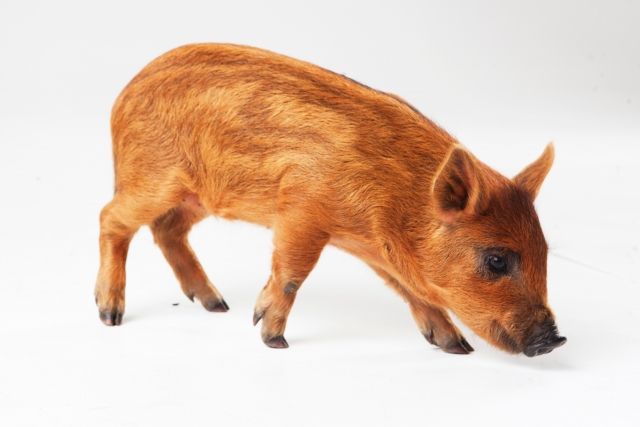 サンデーいわくに やないのblog 写真をイラストで描いてみよう パート12