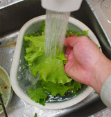 サラダ菜洗う