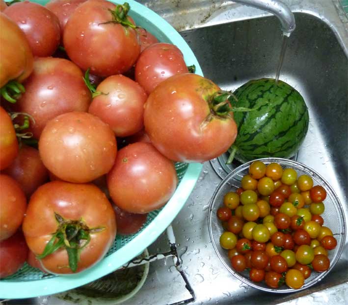夏野菜の収穫のピークがきている Sunday Gamerのブログ 夏野菜の収穫のピークがきている Sunday Gamerのブログ