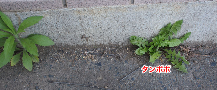 庭や家とコンクリの間に生える草を除草剤で生えなくする時は 粒剤の除草剤をまくことをおすすめしたい Sunday Gamerのブログ