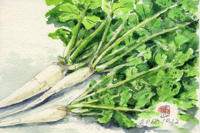 大根の間引き菜 絵日記 新 サンデーｋｕぼちぼち絵日記