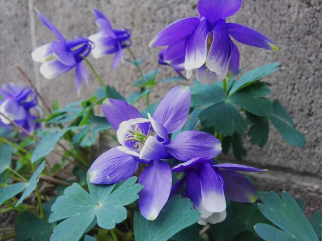 春から初夏へ ー 紫色の花たち 日記 新 サンデーｋｕぼちぼち絵日記