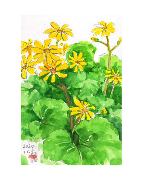ツワブキの花・額