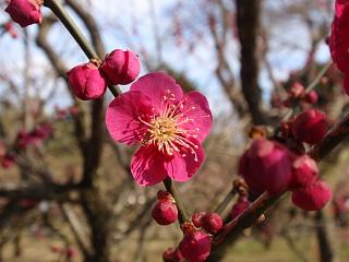 京都北野天満宮の梅の花は五部咲き 日記 新 サンデーｋｕぼちぼち絵日記