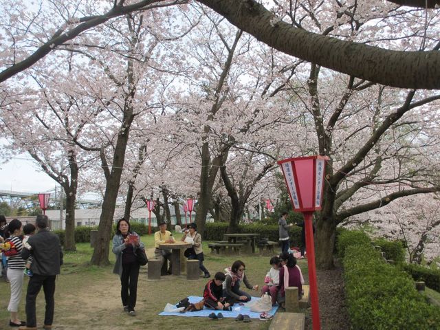 お台場は桜が満開 花見の賑わい報告 日記 新 サンデーkuぼちぼち絵日記 お台場は桜が満開 花見の賑わい報告 日記 新 サンデーkuぼちぼち絵日記