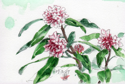 無料発送 絵画 水彩画 沈丁花 絵画 タペストリー Server Jhf Com