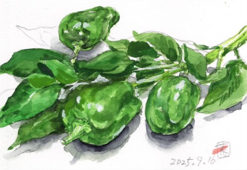 25ピーマン・枝葉つき_1