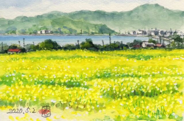 大根島は一面の菜の花畑 絵日記 新 サンデーｋｕぼちぼち絵日記