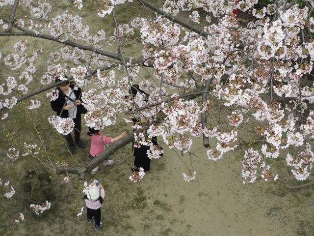お台場は桜が満開 花見の賑わい報告 日記 新 サンデーkuぼちぼち絵日記 お台場は桜が満開 花見の賑わい報告 日記 新 サンデーkuぼちぼち絵日記