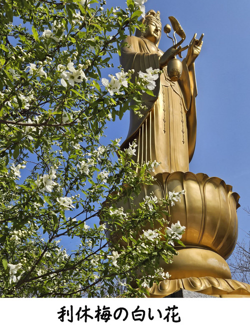 利休梅と観音様