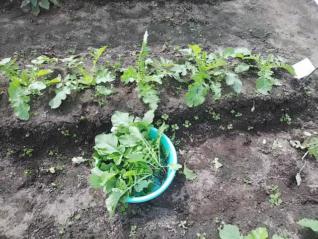 大根の間引き菜 ー 畑から食卓への３時間 絵日記 新 サンデーｋｕぼちぼち絵日記