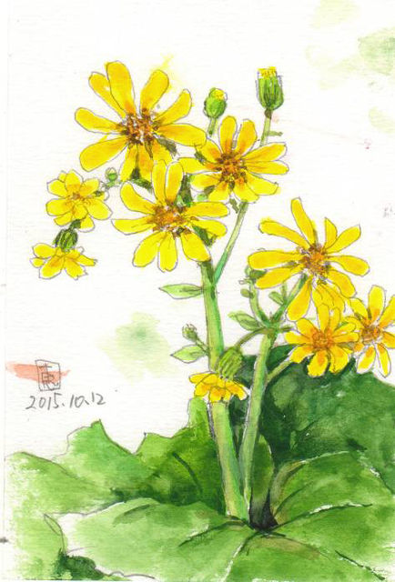 静かな一日 石蕗の花が咲いて 絵日記 新 サンデーkuぼちぼち絵日記 静かな一日 石蕗の花が咲いて 絵日記 新 サンデーkuぼちぼち絵日記
