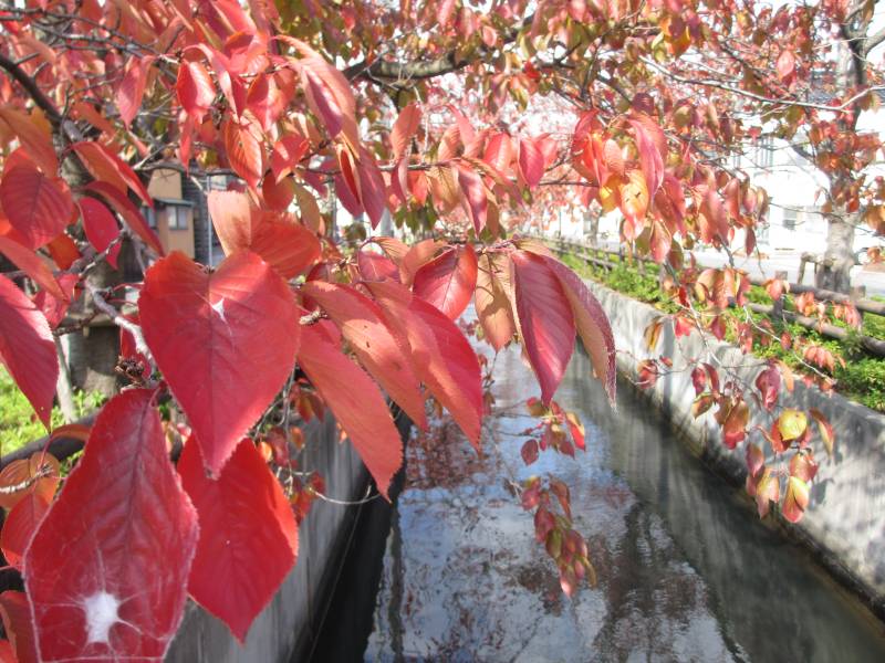街路樹の紅葉がきれいです 日記 新 サンデーkuぼちぼち絵日記 街路樹の紅葉がきれいです 日記 新 サンデーkuぼちぼち絵日記