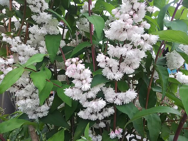 卯の花の 匂う垣根に 夏が来た 日記 新 サンデーｋｕぼちぼち絵日記