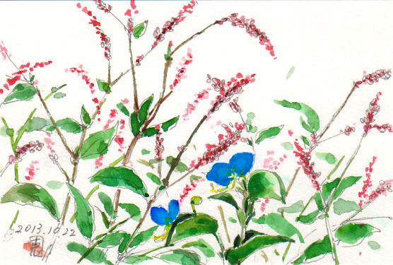 蓼食う虫も好き好き イヌタデ 絵日記 新 サンデーkuぼちぼち絵日記 蓼食う虫も好き好き イヌタデ 絵日記 新 サンデーkuぼちぼち絵日記