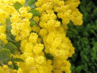 ミモザ 黄色い花いっぱい日記 新 サンデーｋｕぼちぼち絵日記