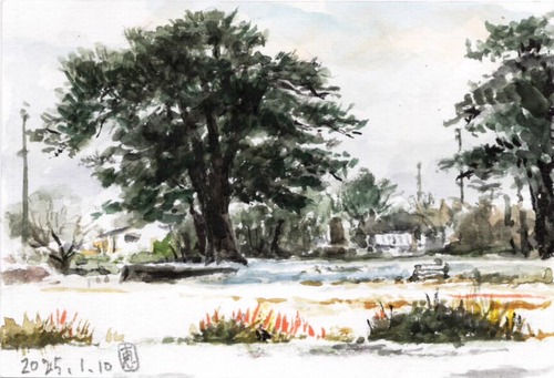 24お台場の大松雪景色_1