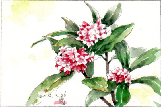 いとし面影の沈丁花 ～ 絵日記 : 新・サンデーKUぼちぼち絵日記