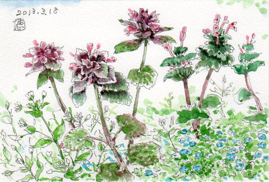 春の草 ヒメオドリコソウやオオイヌノフグリ 絵日記 新 サンデーkuぼちぼち絵日記 春の草 ヒメオドリコソウやオオイヌノフグリ 絵日記 新 サンデーkuぼちぼち絵日記