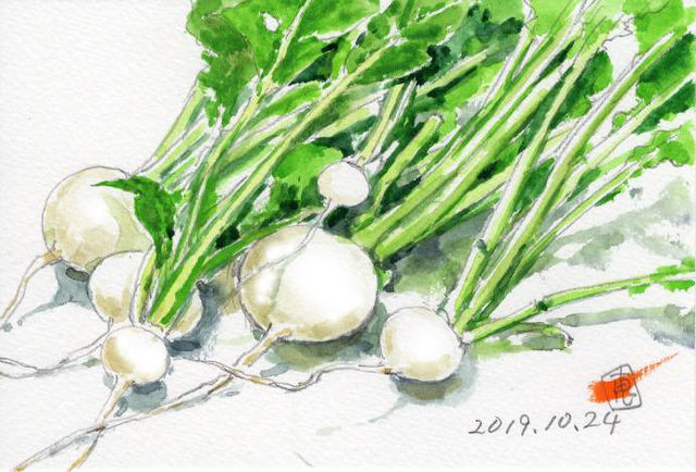 蕪の間引き菜 絵日記 新 サンデーｋｕぼちぼち絵日記