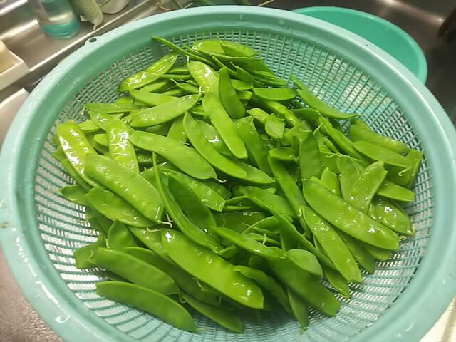 おバアさんはえんどう豆摘み おジイさんは 日記 新 サンデーｋｕぼちぼち絵日記