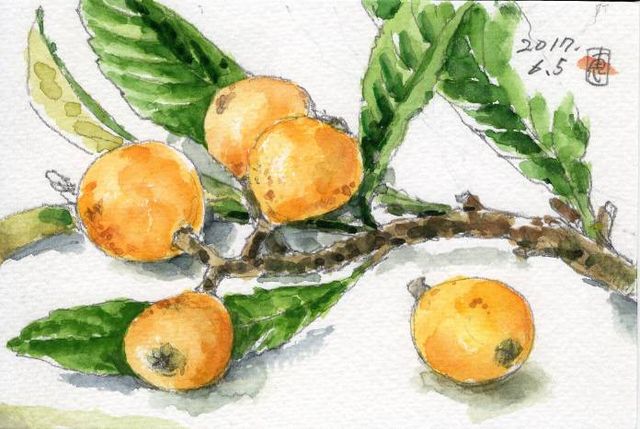 びわの木 水彩画 びわの木 水彩画