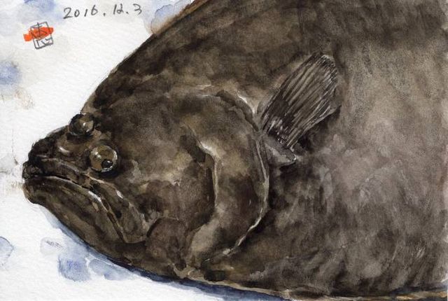 左ヒラメ 右カレイ 絵日記 新 サンデーkuぼちぼち絵日記 左ヒラメ 右カレイ 絵日記 新 サンデーkuぼちぼち絵日記