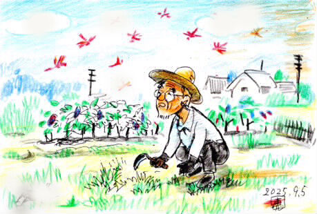 25畑の草取り・赤とんぼ゛_1