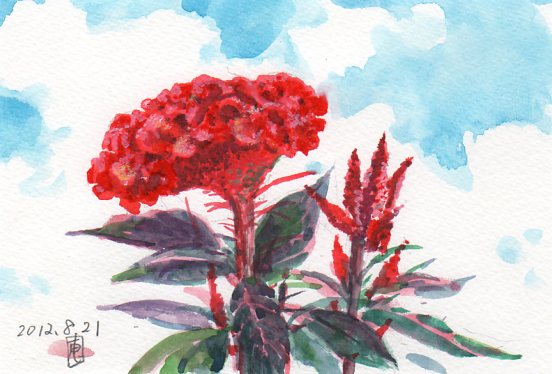 真赤なケイトウの花が夕立を呼んで 絵日記 新 サンデーkuぼちぼち絵日記 真赤なケイトウの花が夕立を呼んで 絵日記 新 サンデーkuぼちぼち絵日記