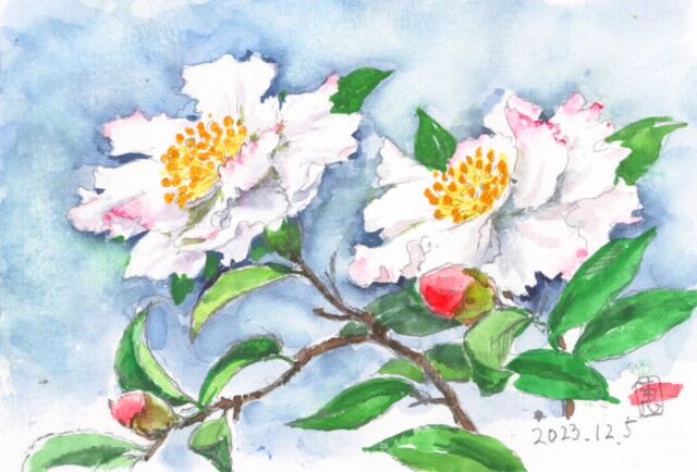 山茶花を描きながら思い浮かぶのが・・・』 絵日記 : 新・サンデーKU