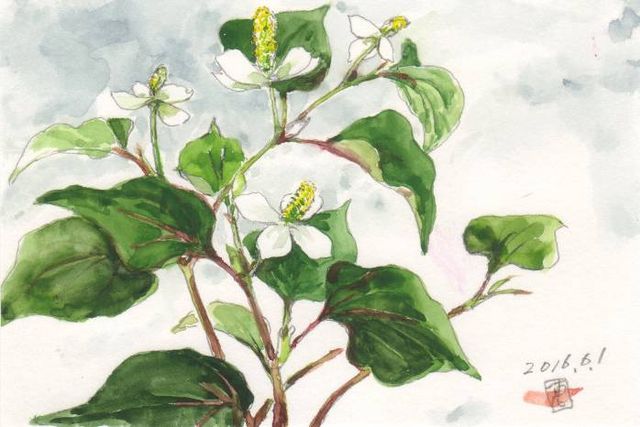 切っても刈っても生えてくる どくだみ 絵日記 新 サンデーｋｕぼちぼち絵日記