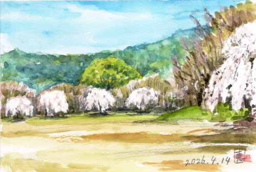 26楽々福水辺公園しだれ桜満開_1