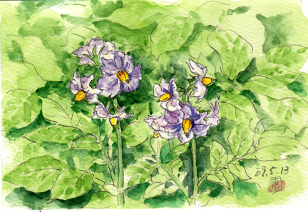 ジャガイモの花 絵日記 新 サンデーkuぼちぼち絵日記 ジャガイモの花 絵日記 新 サンデーkuぼちぼち絵日記