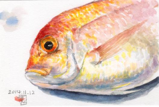 れんこだい 連子鯛 を頂いて 絵日記 新 サンデーｋｕぼちぼち絵日記