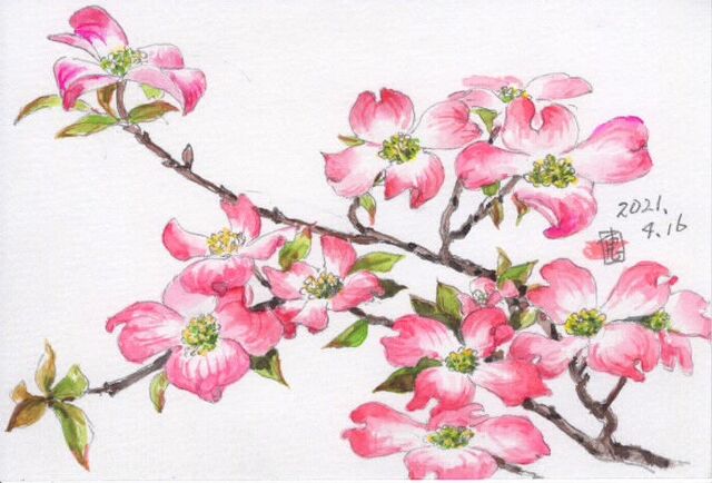 ハナミズキの花を見かけて 絵日記 新 サンデーkuぼちぼち絵日記 ハナミズキの花を見かけて 絵日記 新 サンデーkuぼちぼち絵日記