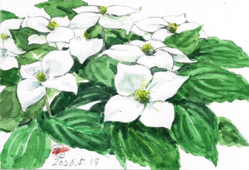 26やまぼうし_1